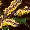 Mahonia bealei, flowers