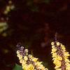 Mahonia bealei, flowers