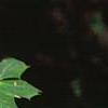 Mahonia bealei