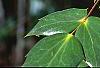 Mahonia bealei