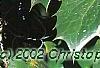 Mahonia bealei