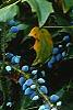 Mahonia x meadia 'Winter Sun'