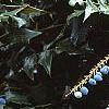 Mahonia x meadia 'Winter Sun', fruit