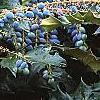 Mahonia x meadia 'Winter Sun', fruit