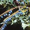 Mahonia x meadia 'Winter Sun', fruit