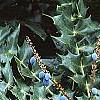 Mahonia x meadia 'Winter Sun', fruit