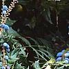 Mahonia x meadia 'Winter Sun', fruit