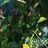 Nandina domestica