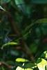 Nandina domestica