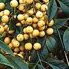 Nandina domestica var. leucocarpa