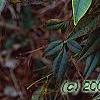 Nandina domestica var. leucocarpa