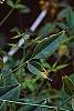 Nandina domestica var. leucocarpa