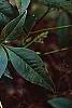 Nandina domestica var. leucocarpa