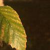 Betula nigra