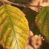 Betula nigra