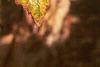 Betula nigra