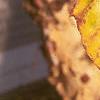 Betula nigra