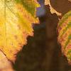 Betula nigra
