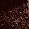 Betula nigra 'Heritage', bark