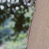 Betula nigra 'Heritage'