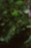 Betula nigra 'Heritage'