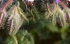 Borago officinalis, flowers