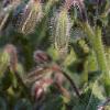 Borago officinalis, flowers