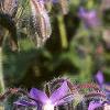 Borago officinalis, flowers