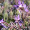 Borago officinalis, flowers