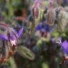Borago officinalis, flowers