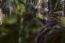 Borago officinalis, flowers