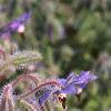 Borago officinalis, flowers