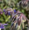 Borago officinalis, flowers