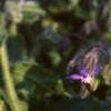 Borago officinalis, flowers