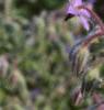 Borago officinalis, flowers