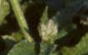 Borago officinalis, flowers