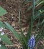 Brunnera macrophylla, habit