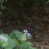 Brunnera macrophylla, habit