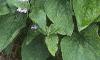 Brunnera macrophylla, habit