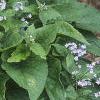 Brunnera macrophylla, habit