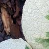 Brunnera macrophylla 'Dawson's White', leaves