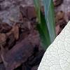 Brunnera macrophylla 'Dawson's White', leaves