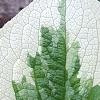Brunnera macrophylla 'Dawson's White', leaves