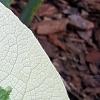 Brunnera macrophylla 'Dawson's White', leaves