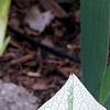 Brunnera macrophylla 'Dawson's White', leaves