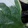 Brunnera macrophylla 'Dawson's White', leaves