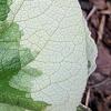 Brunnera macrophylla 'Dawson's White', leaves