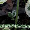 Brunnera macrophylla 'Dawson's White', leaves