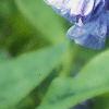 Mertensia virginica, flowers
