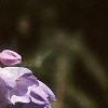 Mertensia virginica, flowers